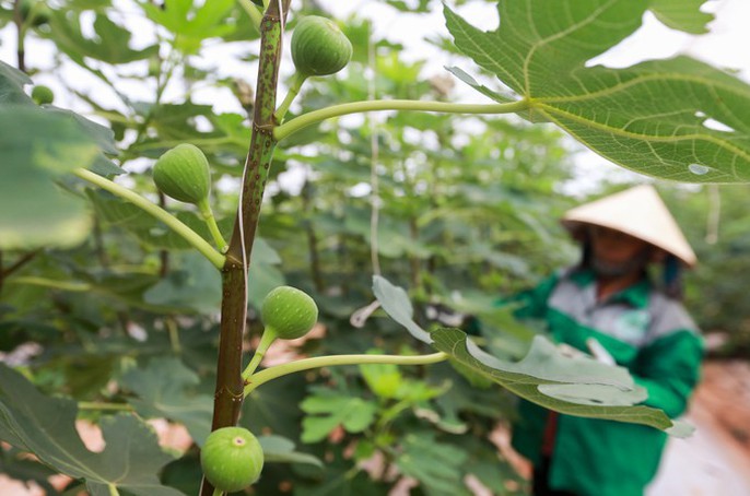 Trang trại sung Mỹ thu hoạch hàng trăm ký mỗi ngày ở Đồng Nai - Ảnh 3.