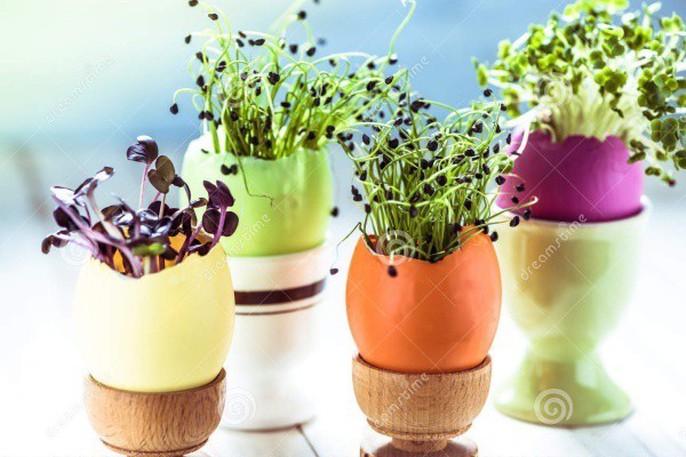 Ý tưởng độc đáo: Trồng cây trong vỏ trứng - Ảnh 6.