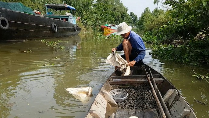 Tuyệt chiêu bắt ốc đắng kiếm tiền triệu mỗi ngày của lão nông miền Tây - Ảnh 4.