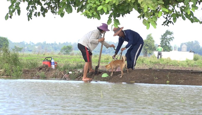 Về miền Tây mùa lũ, xem thợ săn chuột đồng “hốt bạc” - Ảnh 5.