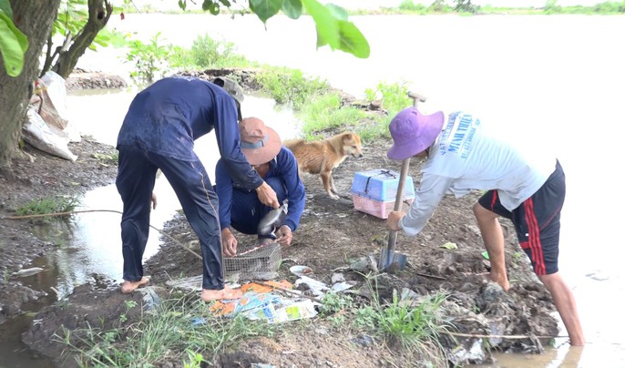 Về miền Tây mùa lũ, xem thợ săn chuột đồng “hốt bạc” - Ảnh 4.