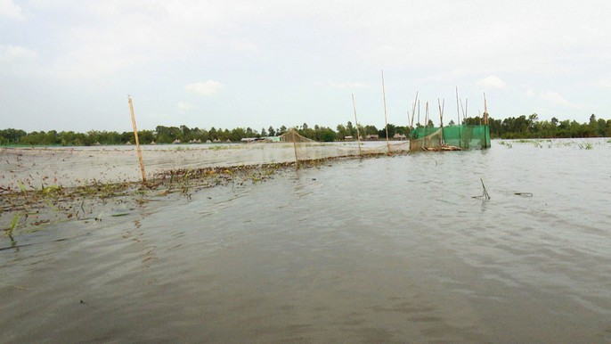 Khai thác nguồn lợi thủy sản mùa nước nổi mang tính tận diệt - Ảnh 1. Khai thác nguồn lợi thủy sản mùa nước nổi mang tính tận diệt - Ảnh 1.