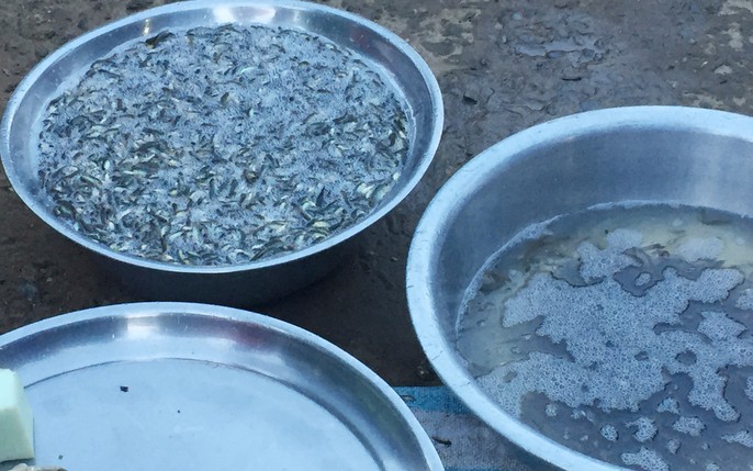 Khai thác nguồn lợi thủy sản mùa nước nổi mang tính tận diệt - Ảnh 7. Khai thác nguồn lợi thủy sản mùa nước nổi mang tính tận diệt - Ảnh 7.