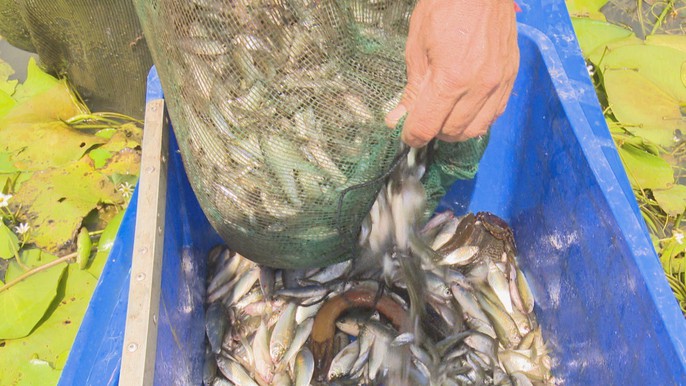 Khai thác nguồn lợi thủy sản mùa nước nổi mang tính tận diệt - Ảnh 11. Khai thác nguồn lợi thủy sản mùa nước nổi mang tính tận diệt - Ảnh 11.