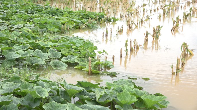Hằng ngày, tôi phải đi làm qua đây