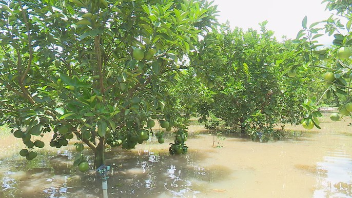 Hằng ngày, tôi phải đi làm qua đây