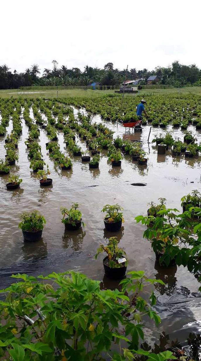 Hằng ngày, tôi phải đi làm qua đây