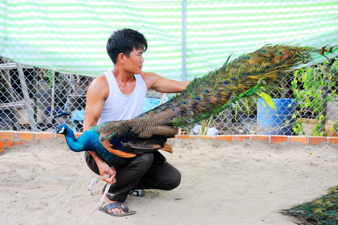 “Đột nhập” trang trại nuôi chim công lớn nhất miền Tây - Ảnh 7.