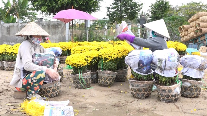 Làng hoa Sa Đéc “thất thủ” vì quá tải lượng khách tham quan - Ảnh 5. Làng hoa Sa Đéc “thất thủ” vì quá tải lượng khách tham quan - Ảnh 5.