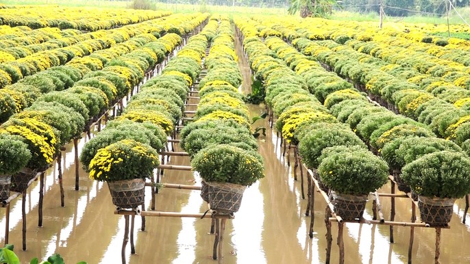 Làng hoa Sa Đéc “thất thủ” vì quá tải lượng khách tham quan - Ảnh 7. Làng hoa Sa Đéc “thất thủ” vì quá tải lượng khách tham quan - Ảnh 7.