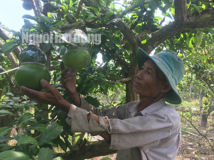 73 tuổi, cụ ông vẫn quán xuyến vườn đào tiên khủng tạo hình hồ lô - Ảnh 8.