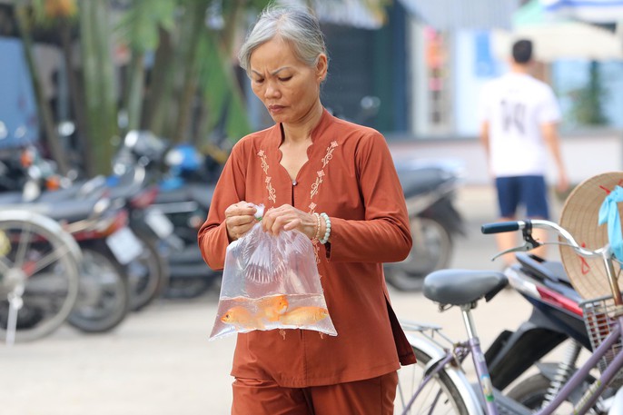 Mua cá Koi vài trăm ngàn đồng/con đưa tiễn ông Táo - Ảnh 9.