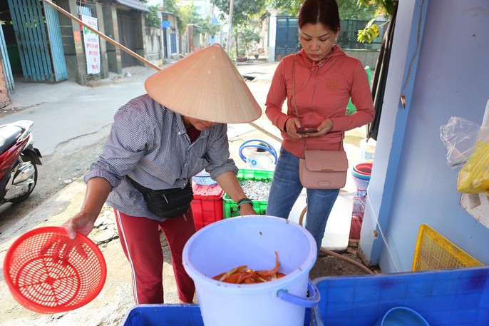 Mua cá Koi vài trăm ngàn đồng/con đưa tiễn ông Táo - Ảnh 7.