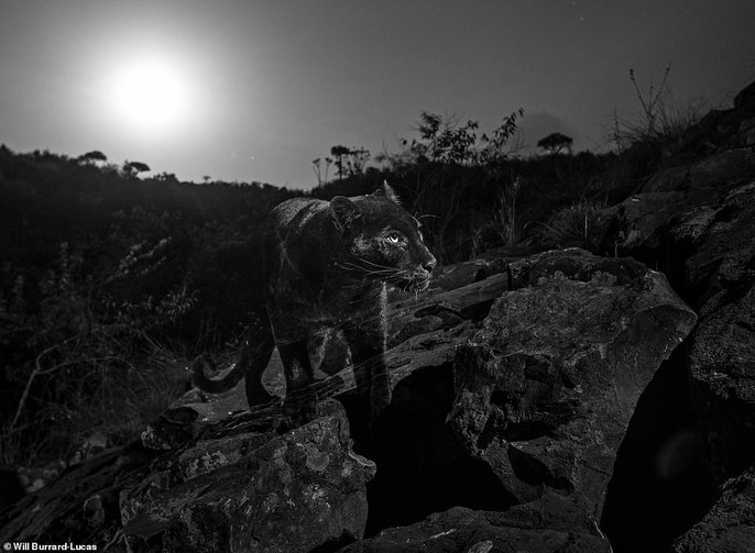 Loạt ảnh đẹp tuyệt của báo đen cực hiếm ở Châu Phi - Ảnh 3.