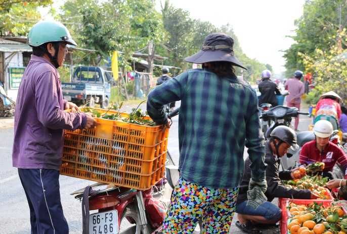 Vương quốc quýt hồng Lai Vung “hốt bạc” nhờ bán được giá cao - Ảnh 11.