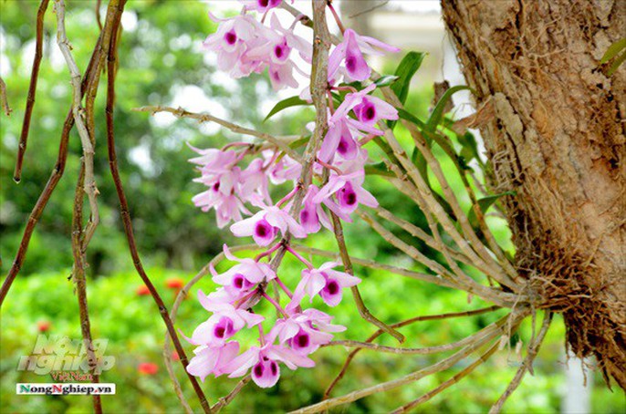 Ngỡ ngàng với khu vườn lan cổ thụ ở Tuyên Quang - Ảnh 3. dsc7323-1-1-1561515574425692426936 dsc7323-1-1-1561515574425692426936 Ngỡ ngàng với khu vườn lan cổ thụ ở Tuyên Quang - Ảnh 3. Ngỡ ngàng với khu vườn lan cổ thụ ở Tuyên Quang dsc7323 1 1 1561515574425692426936