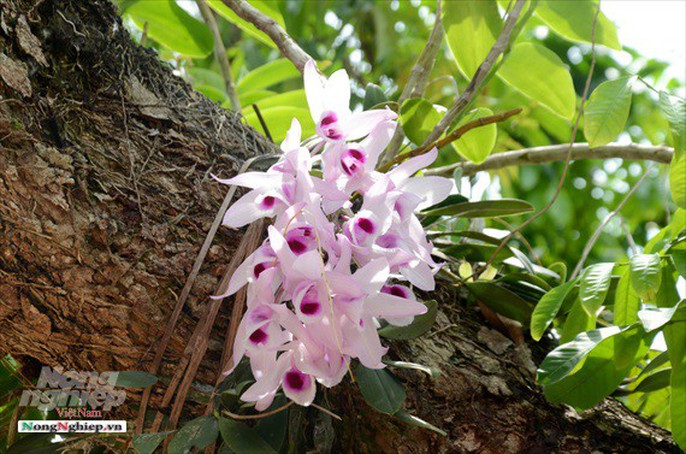 Ngỡ ngàng với khu vườn lan cổ thụ ở Tuyên Quang - Ảnh 5. dsc7381-1-1561516287457247951405 dsc7381-1-1561516287457247951405 Ngỡ ngàng với khu vườn lan cổ thụ ở Tuyên Quang - Ảnh 5. Ngỡ ngàng với khu vườn lan cổ thụ ở Tuyên Quang dsc7381 1 1561516287457247951405