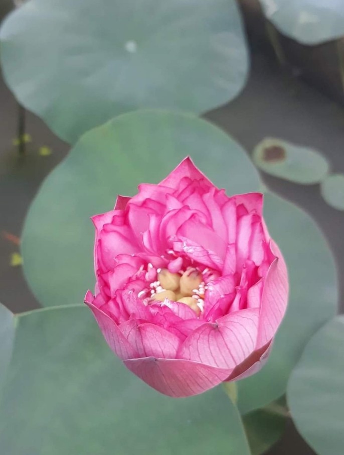 Độc và lạ về giống sen nở hàng trăm cánh tuyệt đẹp ở Quảng Nam - Ảnh 2. Độc và lạ về giống sen nở hàng trăm cánh tuyệt đẹp ở Quảng Nam - Ảnh 2.