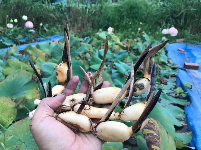 Độc và lạ về giống sen nở hàng trăm cánh tuyệt đẹp ở Quảng Nam - Ảnh 7. Độc và lạ về giống sen nở hàng trăm cánh tuyệt đẹp ở Quảng Nam - Ảnh 7.