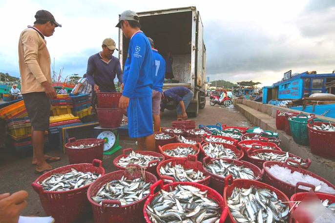Mãn nhãn tại cảng cá lâu đời ở đảo ngọc Phú Quốc
