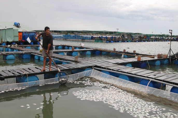 Cá nổi trắng bụng, ken cứng mặt nước sông Chà Và - Ảnh 1.