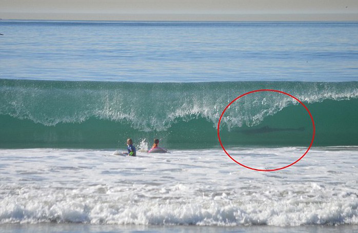Con cá mập trắng (vòng tròn khoanh đỏ) bơi sát hai đứa trẻ ngoài bãi biển Manhattan ở bang California. Ảnh: Daily Mail