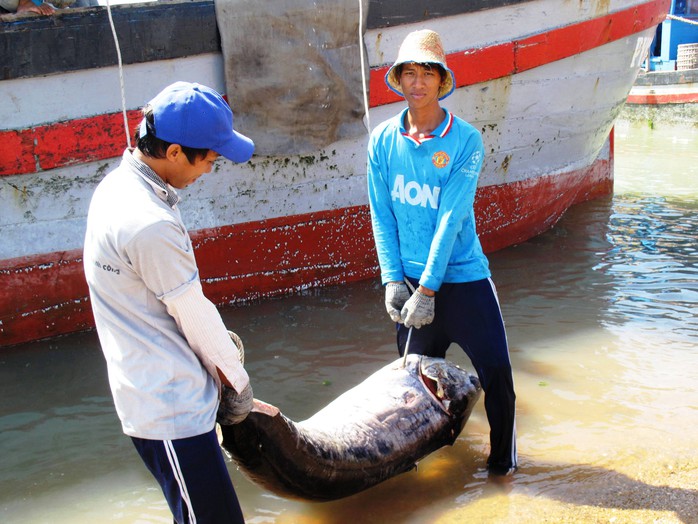 Một con cá cờ lớn vừa được ngư dân đưa về bến