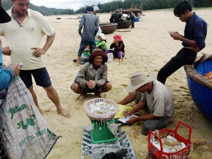 Thương lái thu mua mực trùm do người dân câu được.