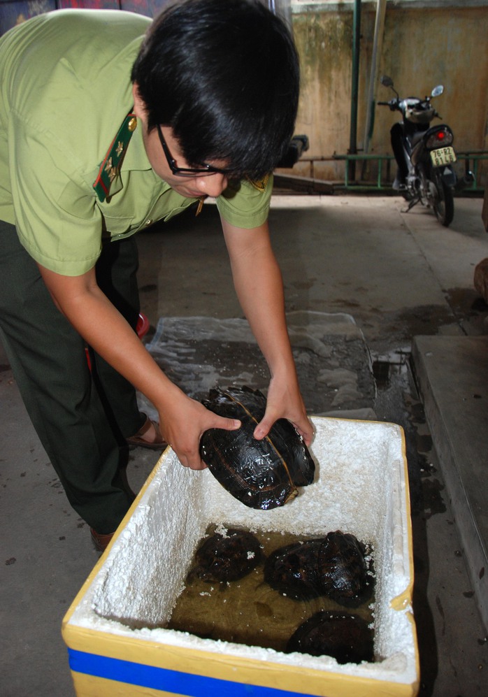 Cá thể rùa núi vàng được Chi cục kiểm lâm Quảng Ngãi tiếp nhận