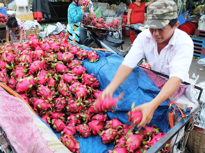 Thanh long Bình Thuận rớt giá thê thảm vì xuất khẩu sang Trung Quốc gặp khó Thanh long Bình Thuận rớt giá thê thảm vì xuất khẩu sang Trung Quốc gặp khó