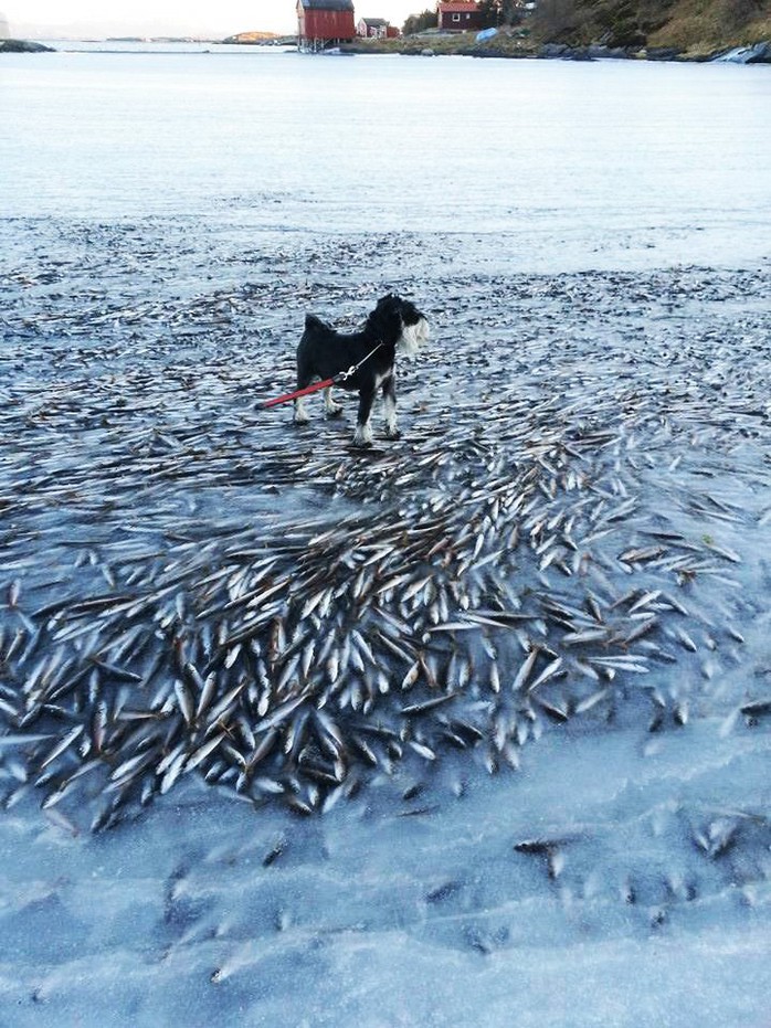 Đàn cá tuyết bị đóng băng ở Na Uy. Ảnh: Norwegian Broadcasting Corporation