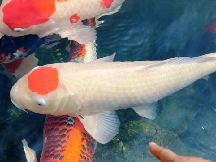Cá Koi trên đầu có biểu tượng lá cờ Nhật Bản, kích thước dài khoảng 80 cm có giá trên 200 triệu đồng. Cá Koi trên đầu có biểu tượng lá cờ Nhật Bản, kích thước dài khoảng 80 cm có giá trên 200 triệu đồng.