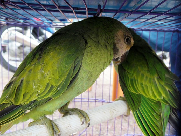 Những loài chim có khả năng nói tiếng người có giá trị hàng chục triệu đồng. Những loài chim có khả năng nói tiếng người có giá trị hàng chục triệu đồng.