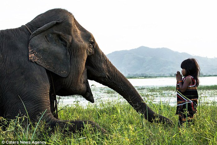 The two are said to be inseparable and the old ageing elephant is happy to let Kim play around him