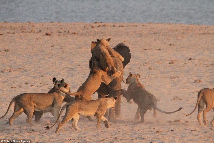 All aboard: The lionesses take it in turns to jump on to the elephants back, while its makes a beeline for the safety of the water