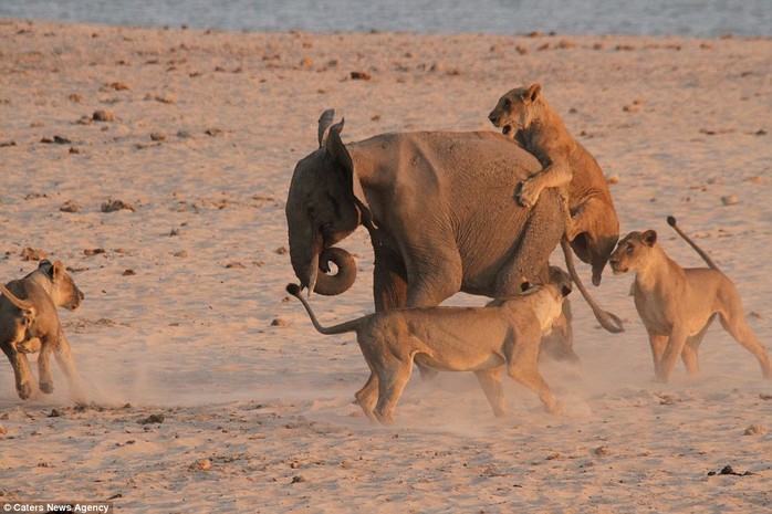 Im slipping! A lioness clings to the back of the elephant and tries to scale his backside as others circle around it
