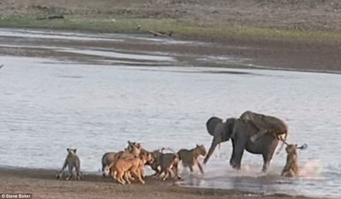 Water sports: A lioness clings on for dear life on the elephants back, as other members of the pride scurry back from the waters edge