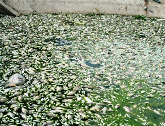 Cá chết bị dồn ứ lại ở chân cầu Nhật Tựu bốc mùi hôi thối cả một vùng