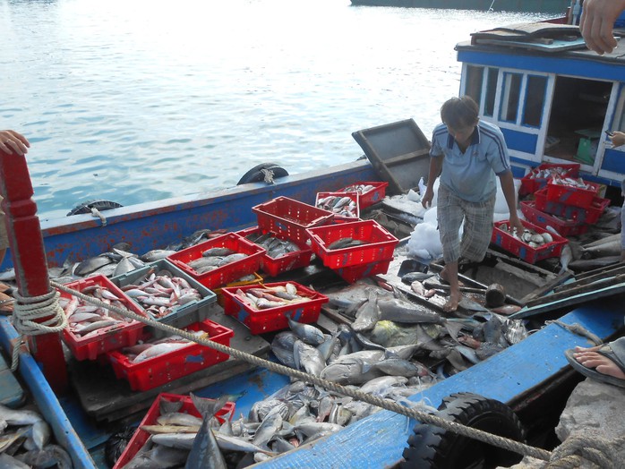 Sau 1 ngày lấy hên, tàu của ngư dân Lý Sơn đầy ắp cá