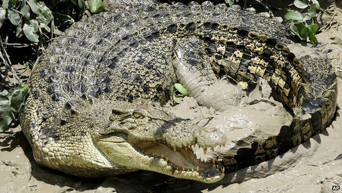 Cá sấu nước mặn sống phổ biến ở phía Bắc Australia. Ảnh: AP
