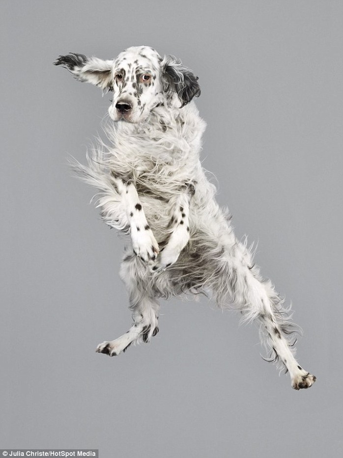 An adorable English setter looks rather bored as it flied through the air