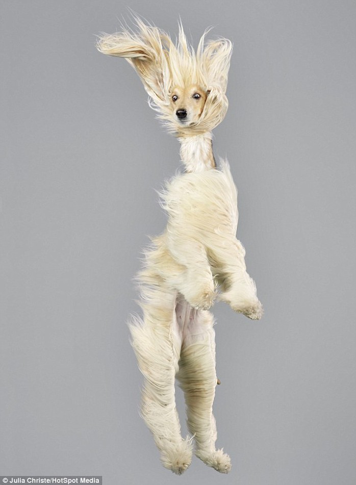 An Afghan hound pulls its best mid-air pose for the cameras