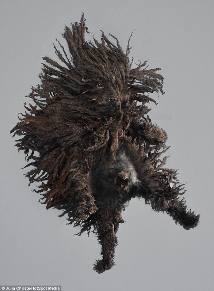 A puli flies through the air, captured by photographer Julia Christe, 41, of Tettnang, Germany