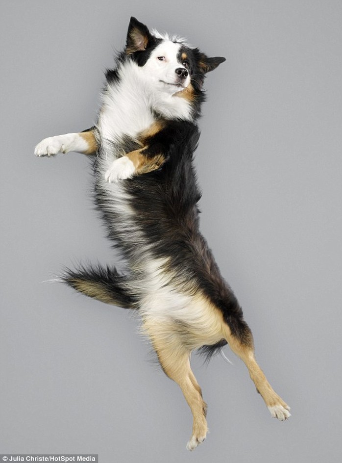 This Australian shepherd shows off its best side-on pose