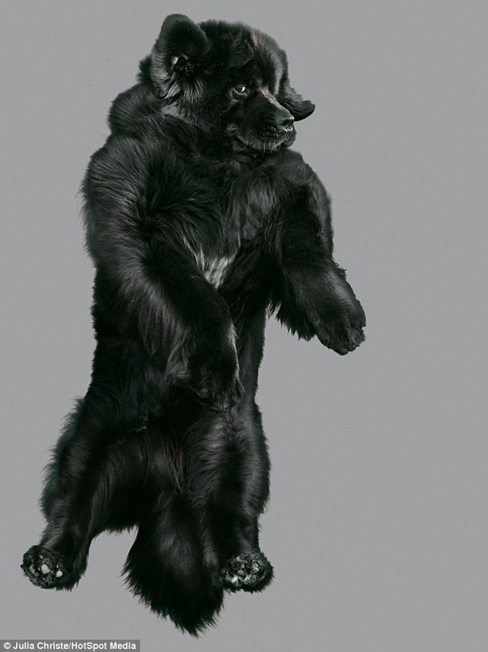 This huge Newfoundland dog flies through the air, showing off silky windswept black fur