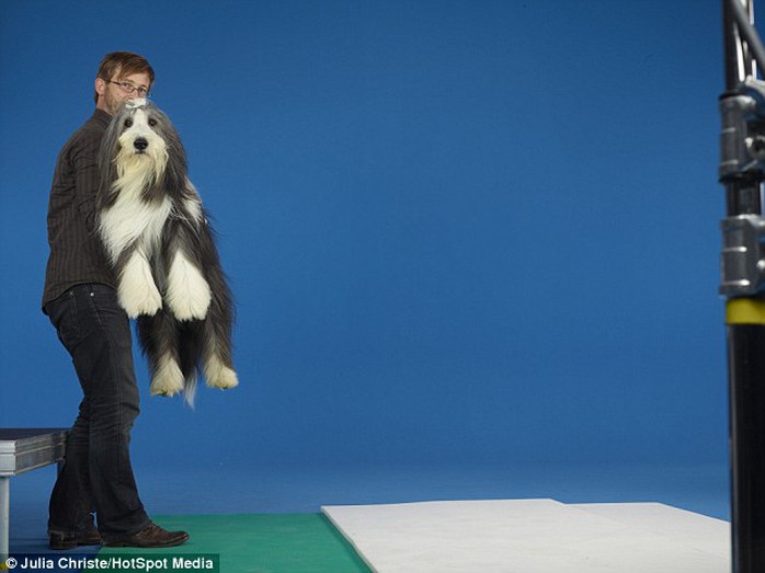 Behind the scenes at the photoshoot, this bearded collie prepares to fly