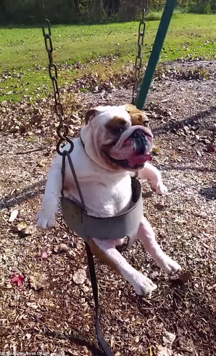 Rock star ride: Ozzy Pawsbourne the Prince of Barkness has become an internet star after a video of him swinging in a playground hit YouTube this week