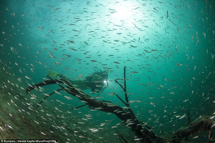 Two of Austrias leading underwater photographers, Gerald Kapfer and Harald Hois, photographed the unique underwater landscape