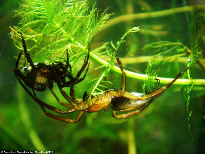 The inhabitants of the Austrian forest have to adapt as the snow melts and the landscape becomes underwater