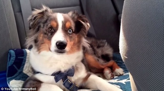 Caught on camera: As the piano intro starts playing, the pup immediately stirs with his ears pricked